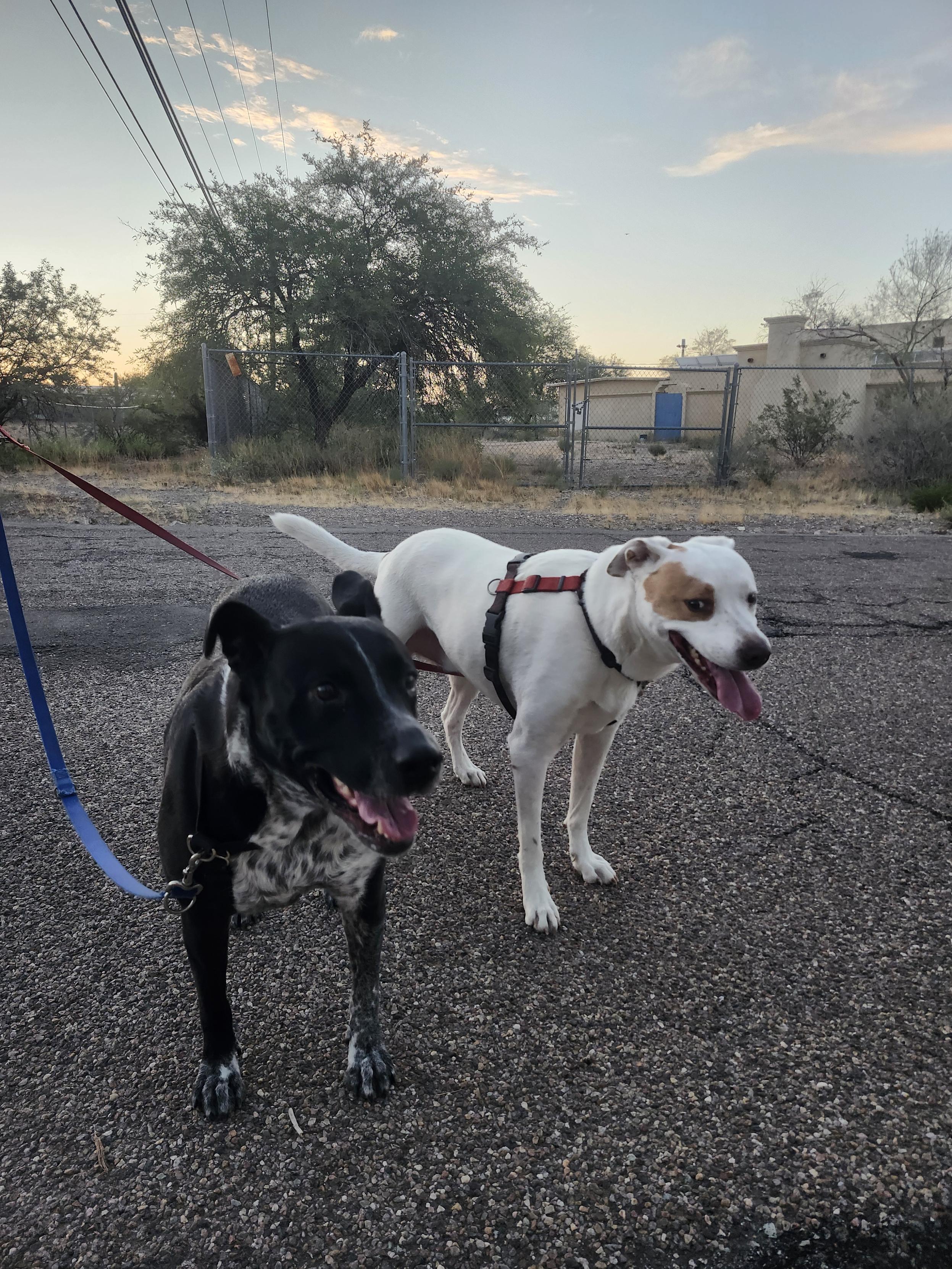two dogs enjoy a warm morning walk in the desert