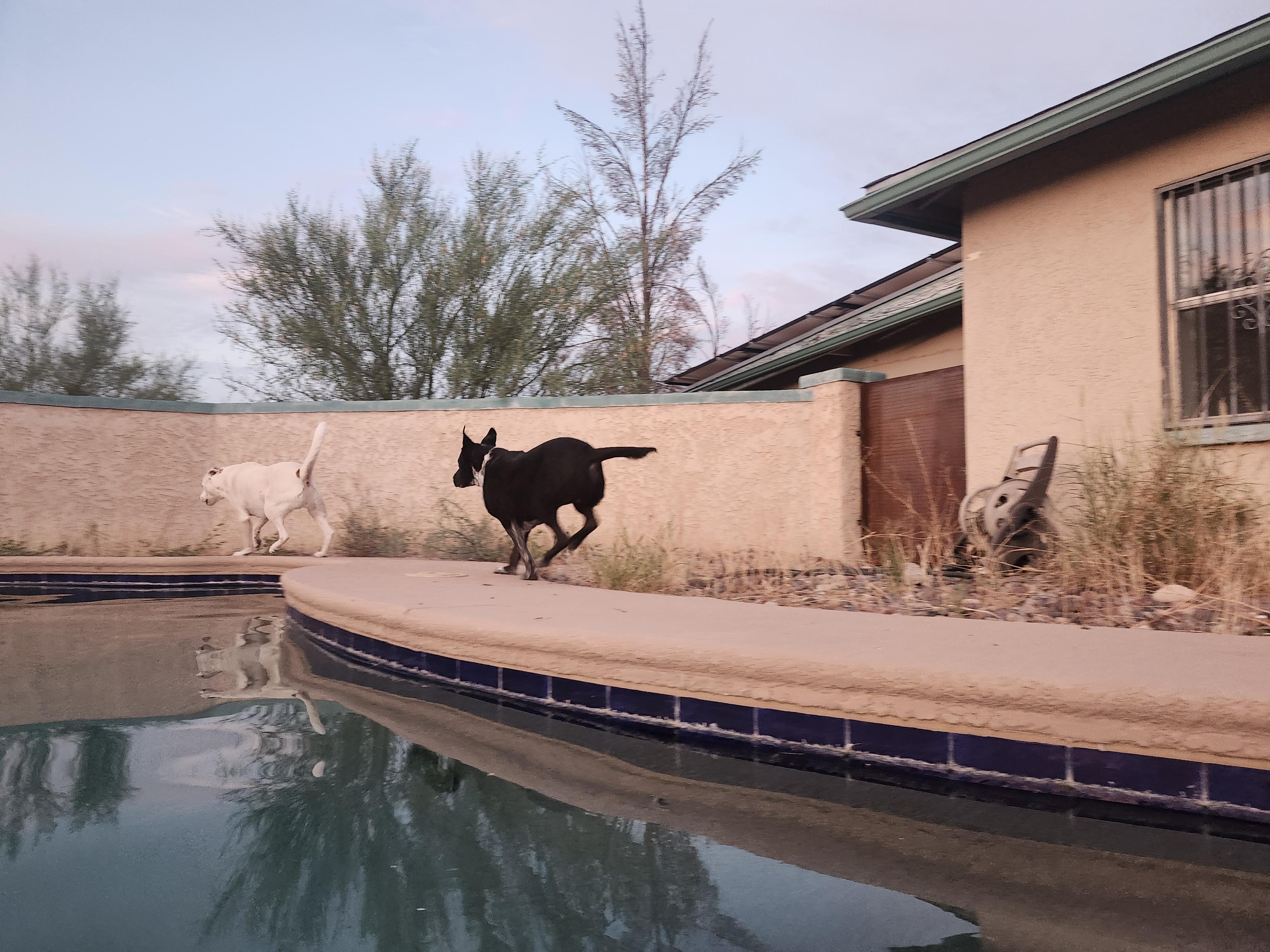 one dog is chasing another around a pool