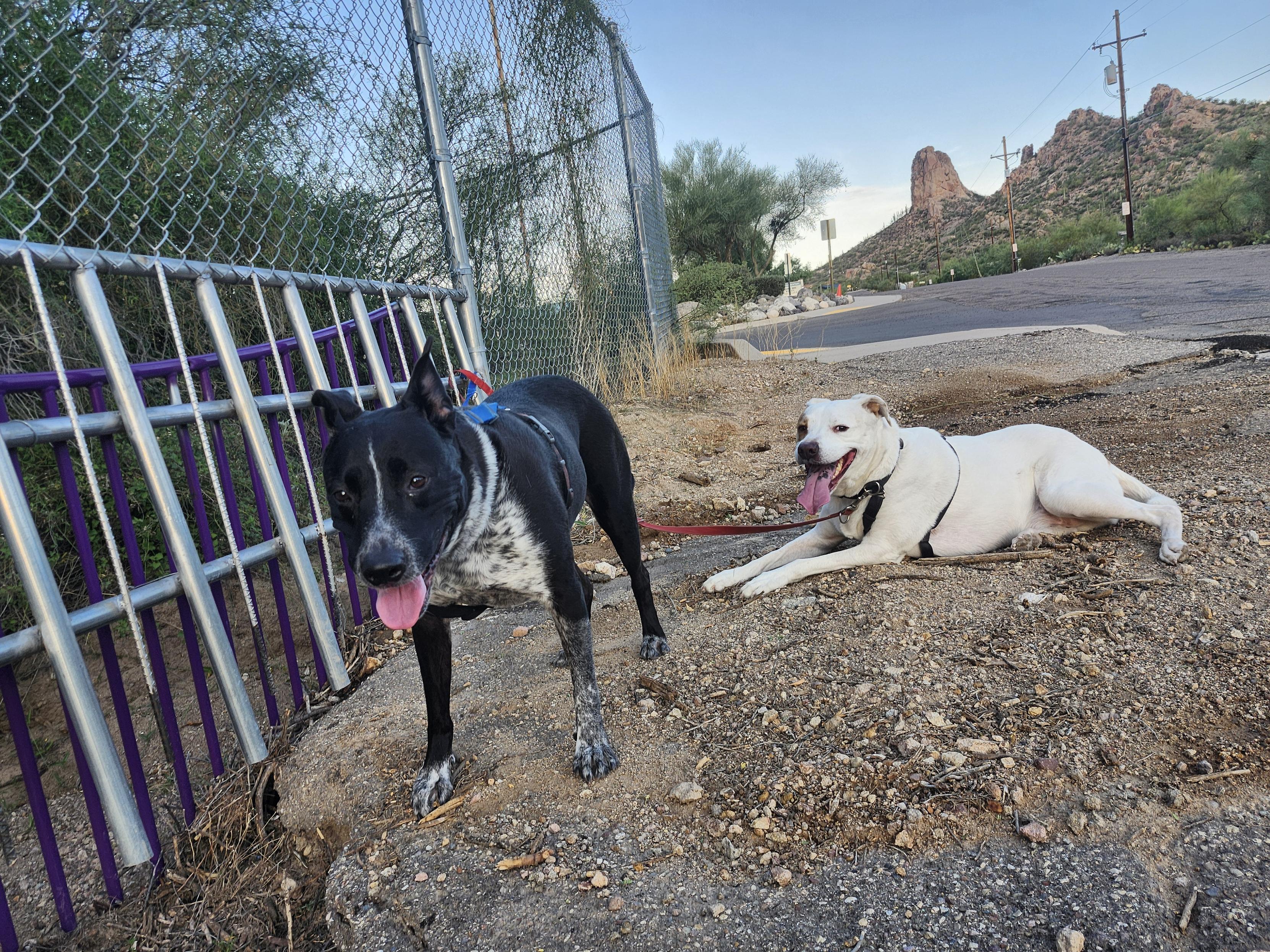 two dogs, one standing and one lying down, with very satisfied grins on their faces.