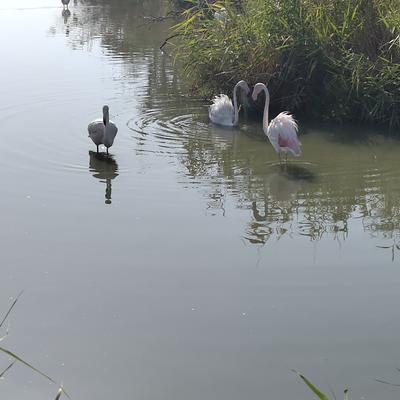 albertone@livellosegreto.it