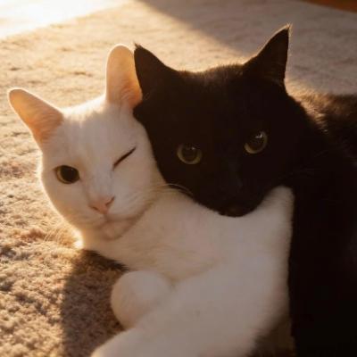 ultraroxx@livellosegreto.it