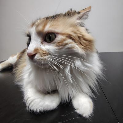 falsomodesto@livellosegreto.it