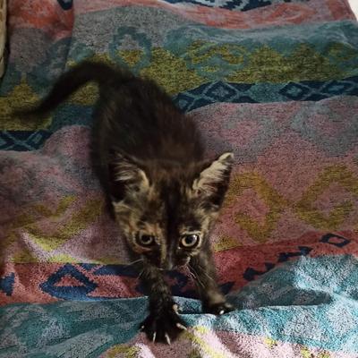 zazzamita@livellosegreto.it