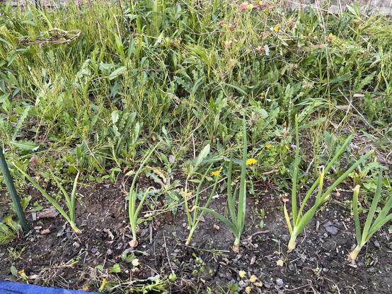 Photo showing several healthy onion sprouts, now with the weeds pulled from around them.