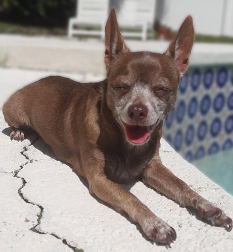 chocolate the chihuahua irl, a brown chihuahua basking in the sun with her tongue out