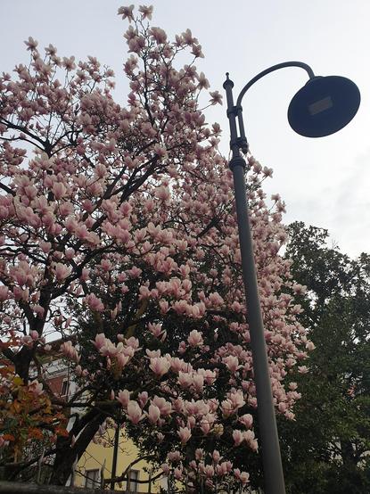 A blossomed magnolia tree with white and pink flowers.