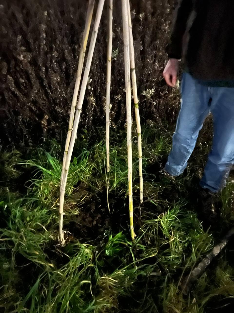 Una struttura di cannicci protegge un giovane frassino. Sullo sfondo, delle artemisie secche e, sulla destre, una figura in un jeans affianca il giovane albero.