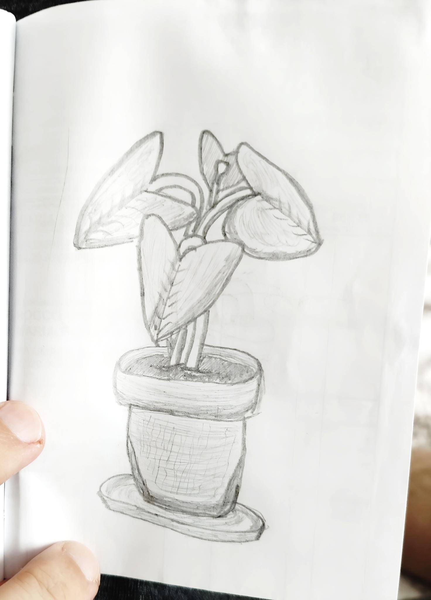Pianta a foglia larga in vaso, disegno a matita a mano libera
