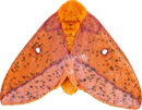 :moth: