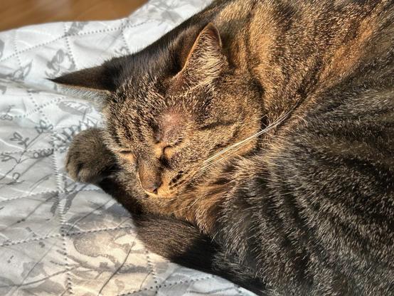 A tabby cat curled up on the sofa with the sun on her face.