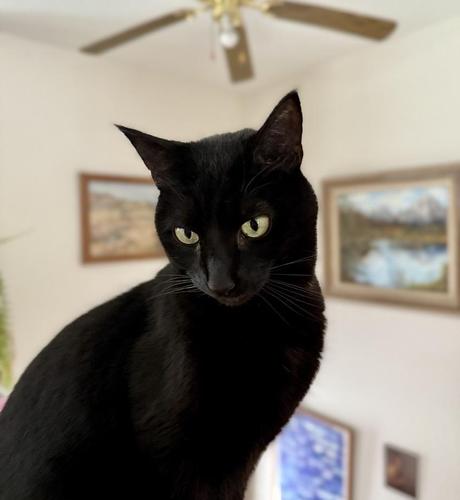 Black Cat sitting on knee wall at the top of stairway, there’s a couple out of focus oil painting behind him, a ceiling fan higher up and some other framed items on wall lower. He’s got his head slightly tilted down and to the side, as if in thought or about ready to do mischief.