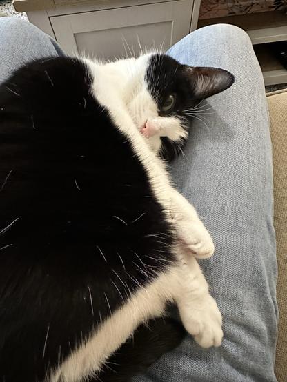 Dora the black and white cat curled up in my lap. It’s quite hard to tell how she’s lying as her body and back legs have coalesced into a big fluffy ball. Her head is visible near my right knee, nearly upside-down, but turned toward the camera. One eye looks on, dreamily. Her front legs.. emerge somewhere from the fluffy ball, pointing toward my right hip. If you looked up “cosy” in an encyclopedia, you would find this picture.