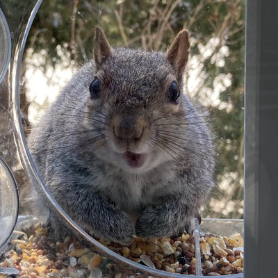 busysquirrel@mastodon.art