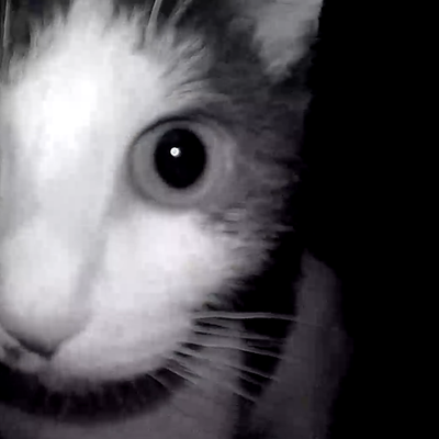 quantumleapfrog@mastodon.art