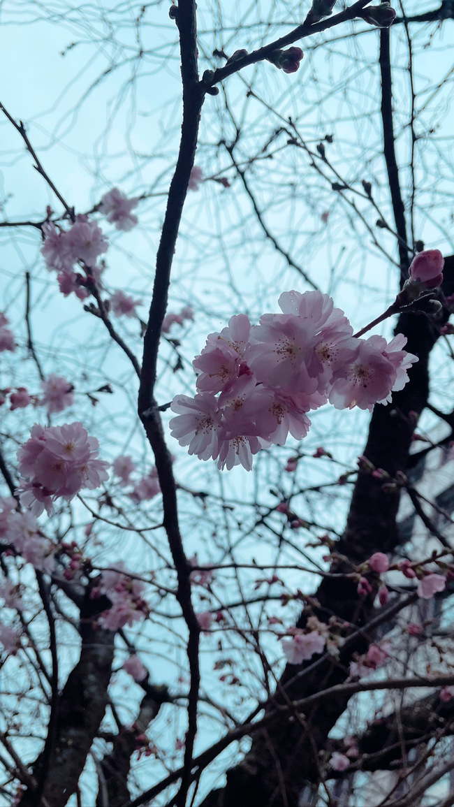 aicolinchen's profile header