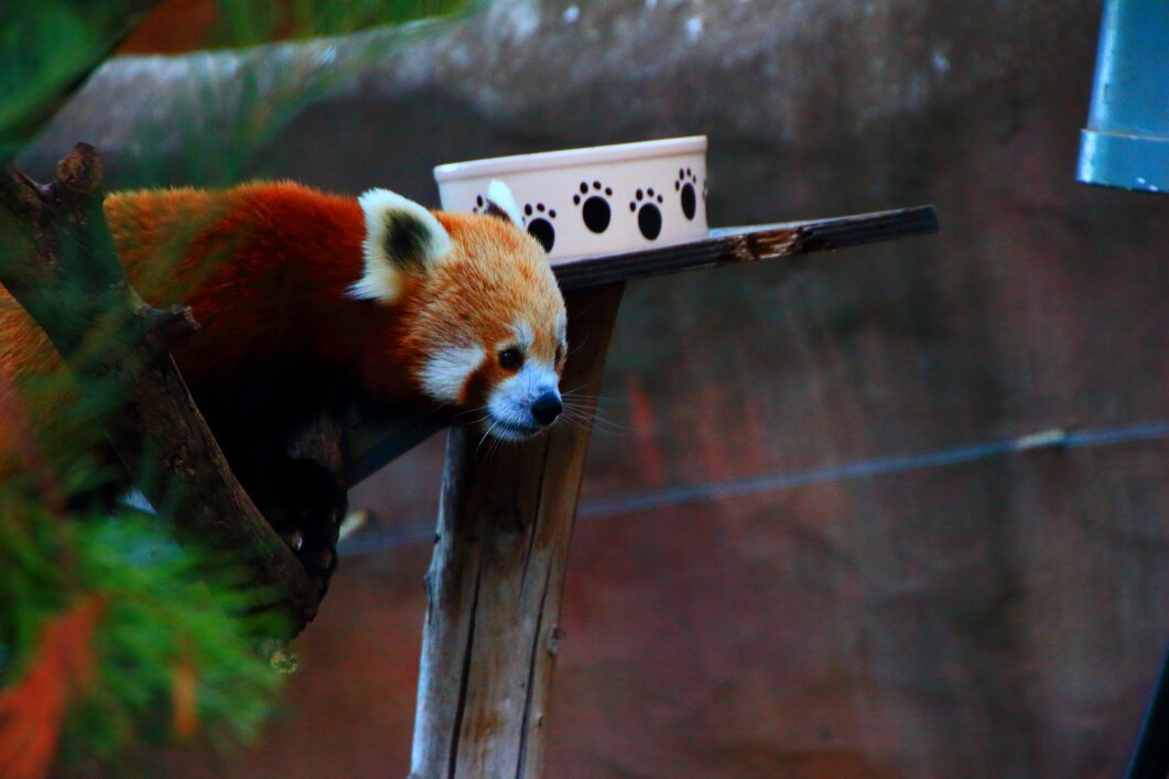 SuperTaliaDX's profile header