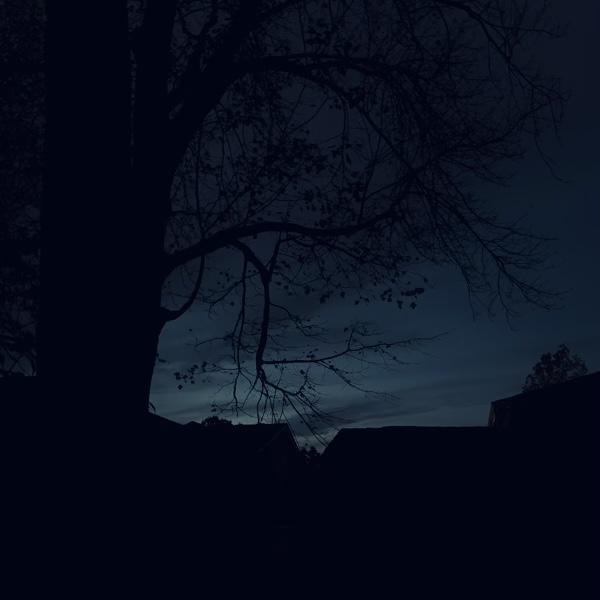 TheShellyTea's profile header