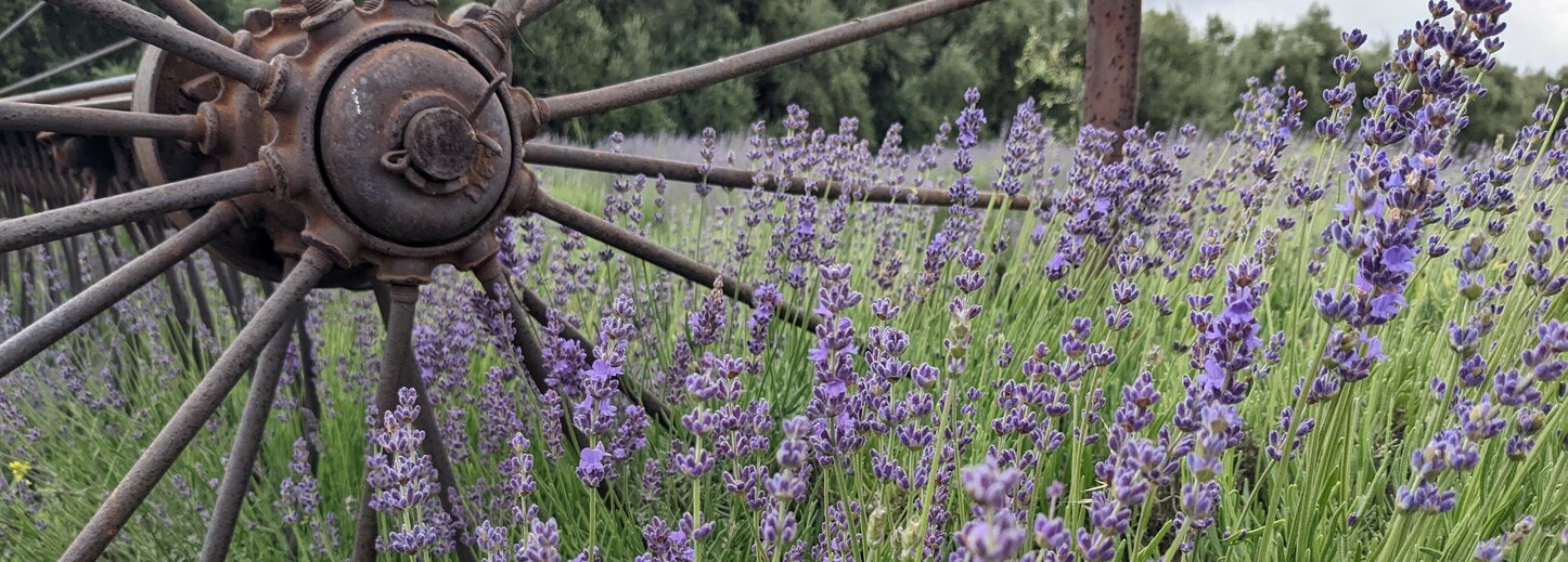 Entropyhed's profile header