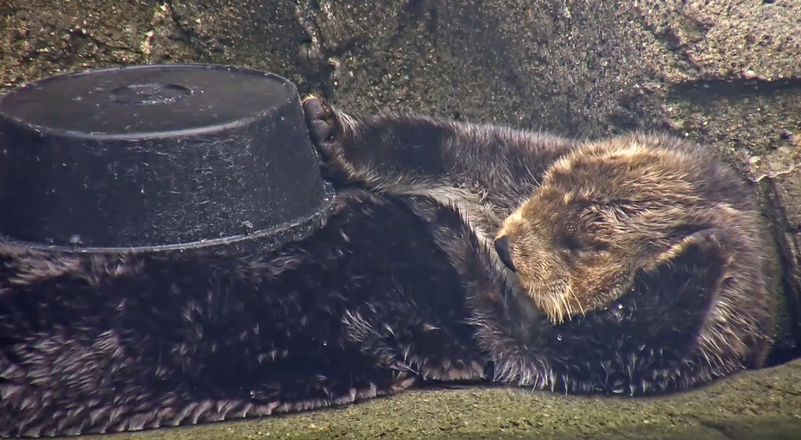 EmilyElements's profile header