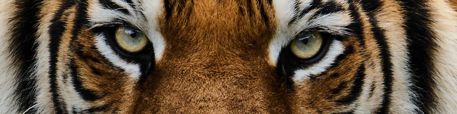 nebbigraphy's profile header