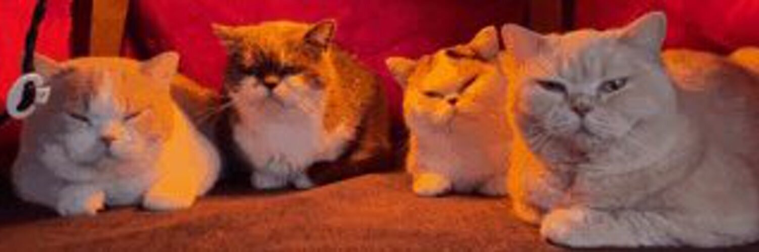 Clara_Pirx's profile header