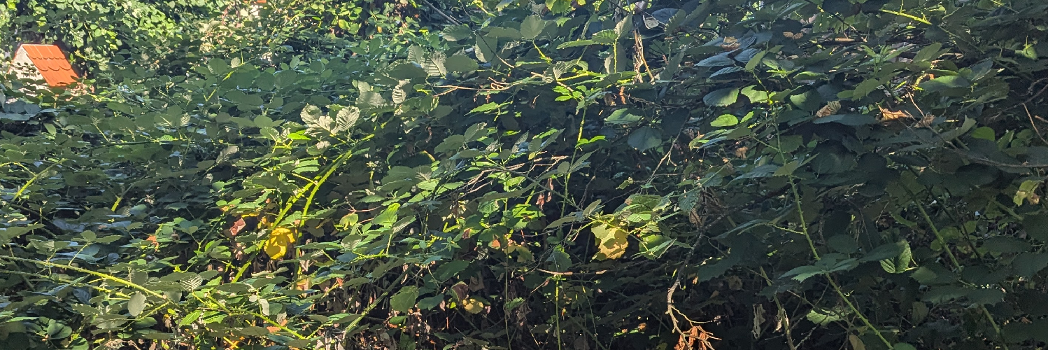 miriamino's profile header