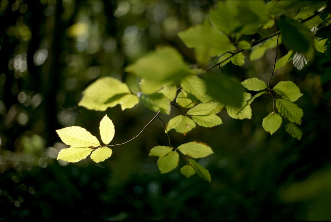 tidelines's profile header