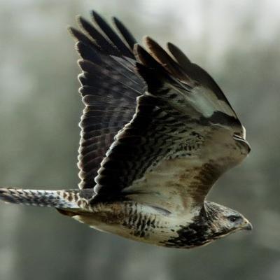 fotografioso's avatar