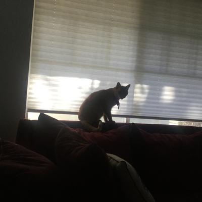 oldredsubby's avatar