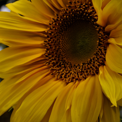 ethniccanuck's avatar