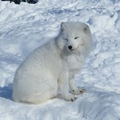 RenardDneiges's avatar