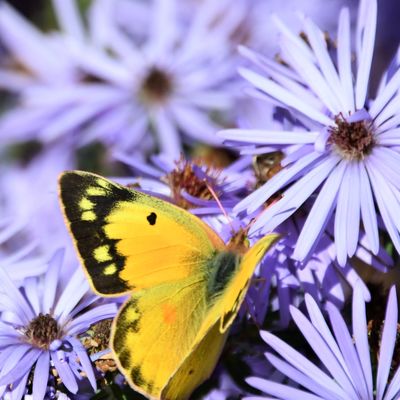 scissortail's avatar