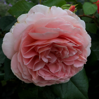 LanaFlaming's avatar