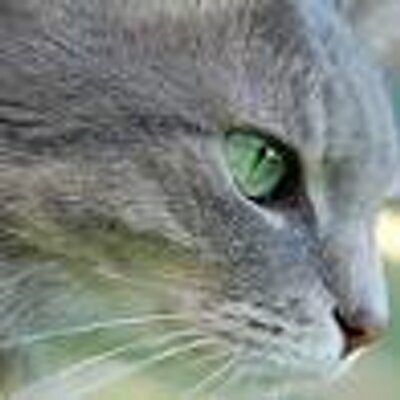 chaosmanor's avatar