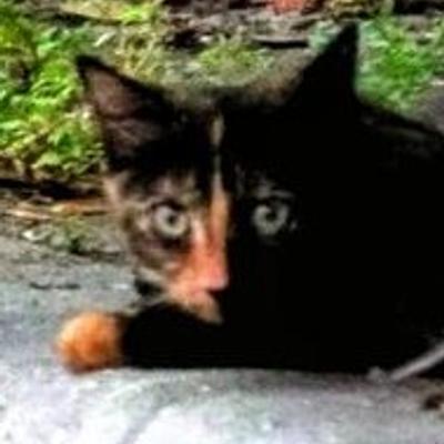 KrissyKat's avatar