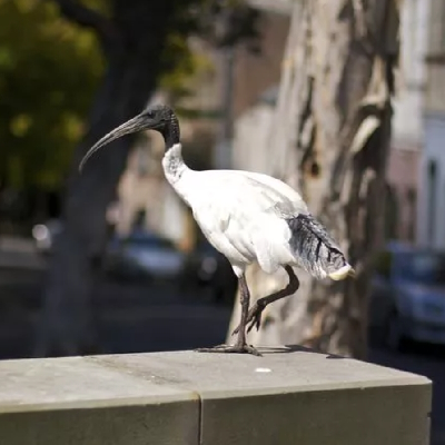 thegarbagebird's avatar