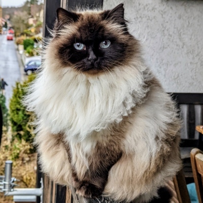 kalkbrenner's avatar