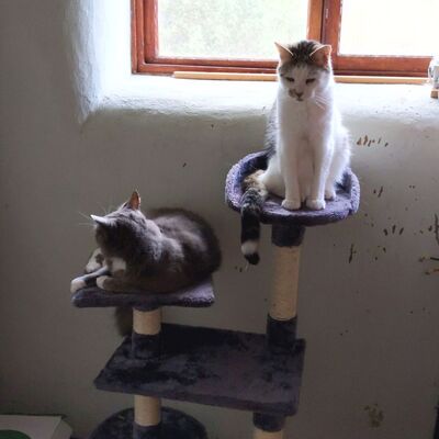 cats_on_fedi's avatar