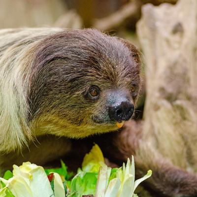 hourlyslothbot's avatar