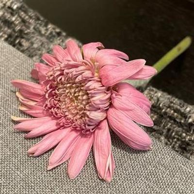 paperisiili's avatar