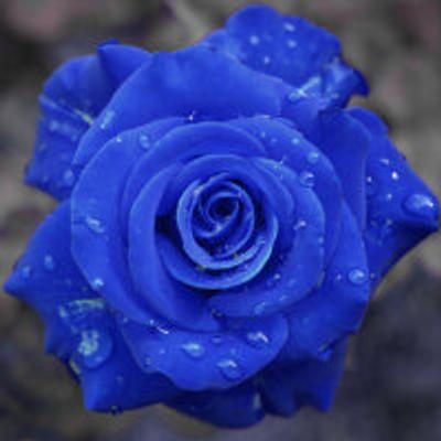 OnyxChrome1's avatar