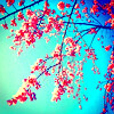 brightberries's avatar