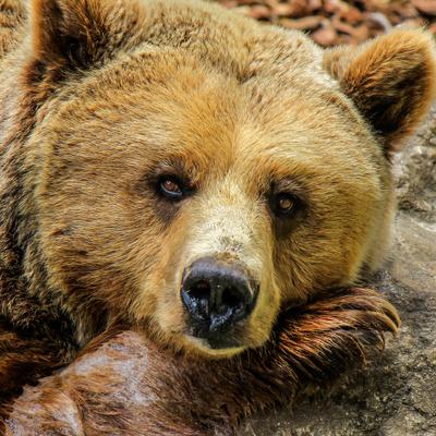 BearNextDoor's avatar