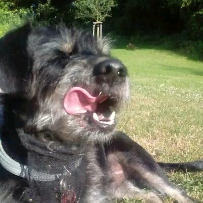 Feuersprotte's avatar