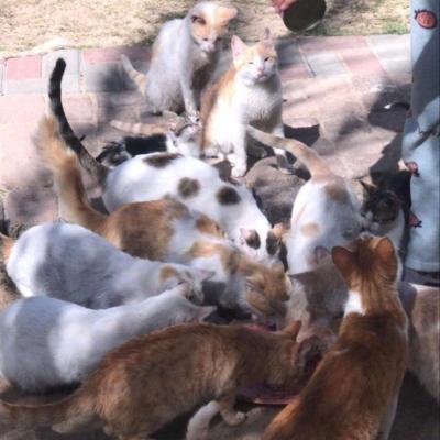 save_tocat199's avatar