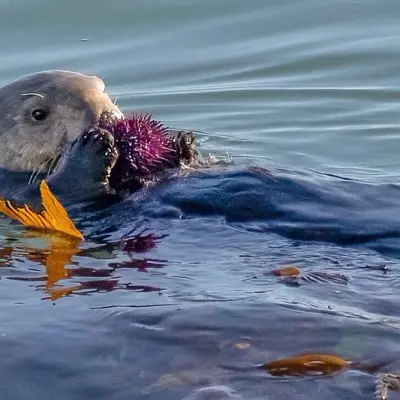 ottermiemuis's avatar