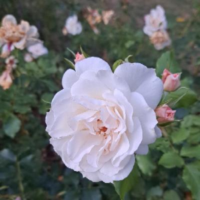 the_noubliette's avatar