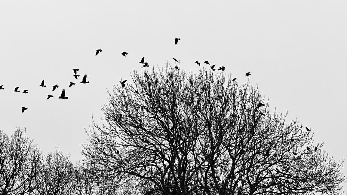 CurlyParakeet's profile header