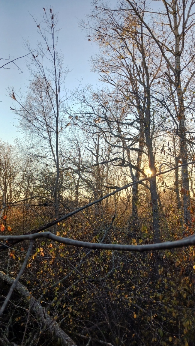 lifewithtrees's profile header