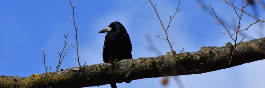 dyfustic's profile header